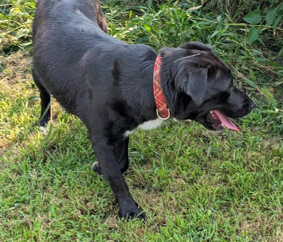 Enlarge Timna, a Adoptable mixed breed in Carthage, IL image 6/6