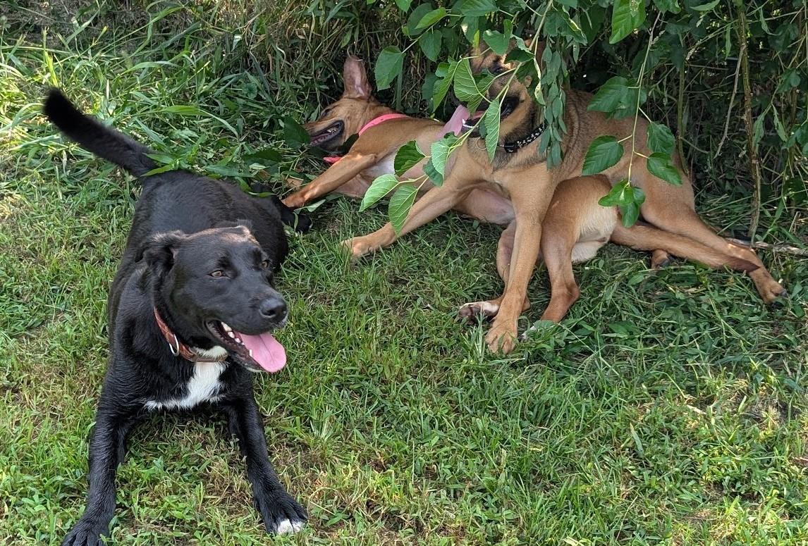 Enlarge Timna, a Adoptable mixed breed in Carthage, IL image 5/6