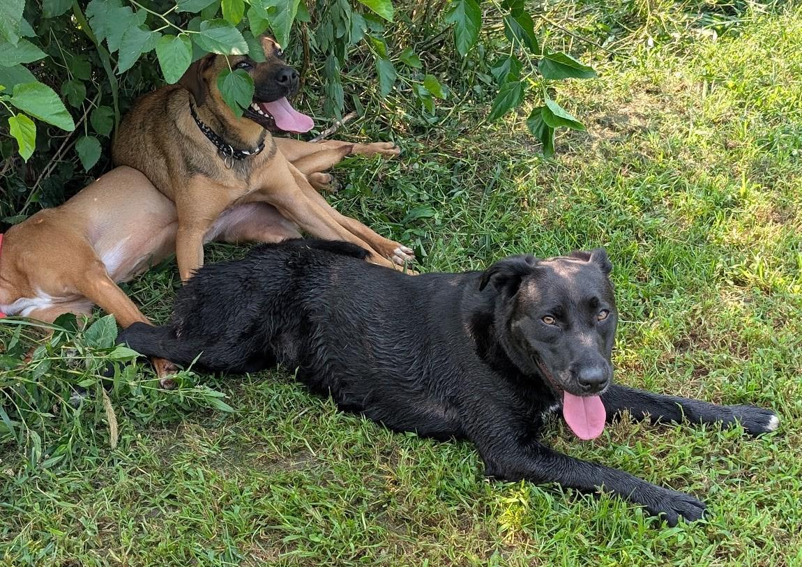 Enlarge Timna, a Adoptable mixed breed in Carthage, IL image 2/6