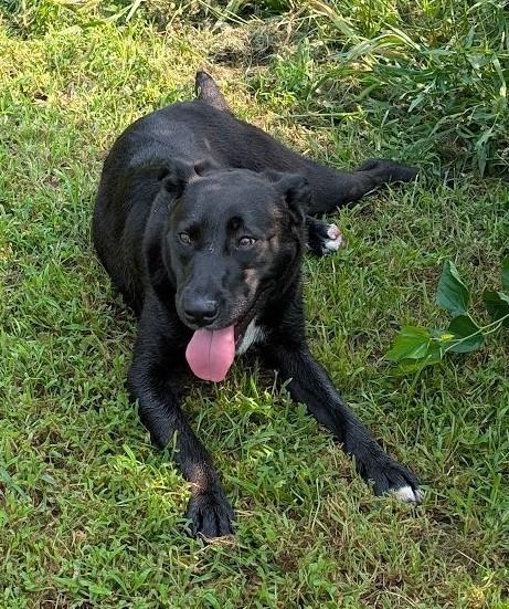 Enlarge Timna, a Adoptable mixed breed in Carthage, IL image 3/6