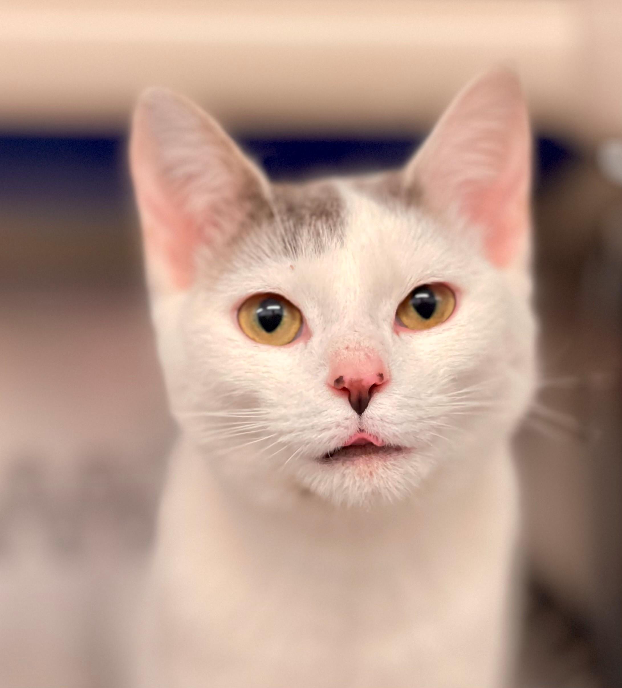 Fantine, an adoptable Domestic Short Hair in Hamilton, ON image 1/4