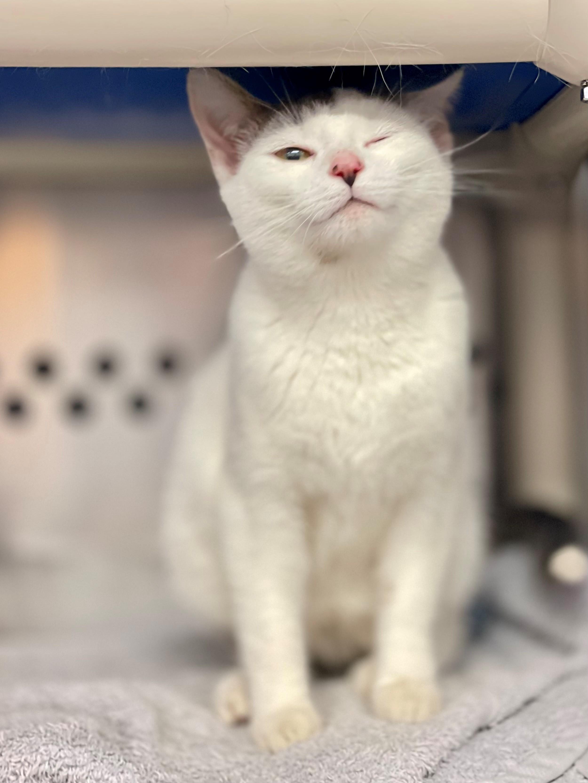 Fantine, an adoptable Domestic Short Hair in Hamilton, ON image 2/4