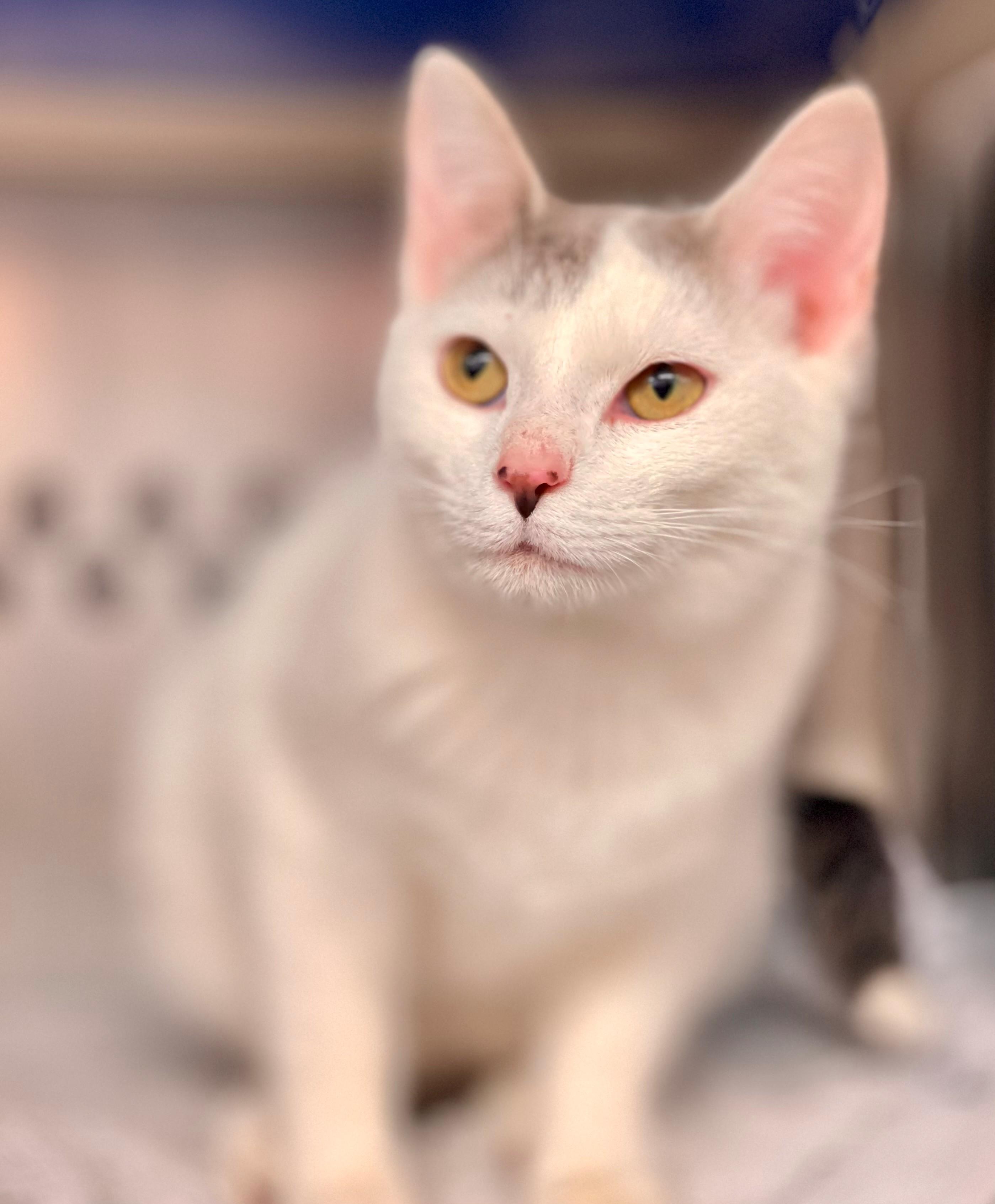 Fantine, an adoptable Domestic Short Hair in Hamilton, ON image 3/4