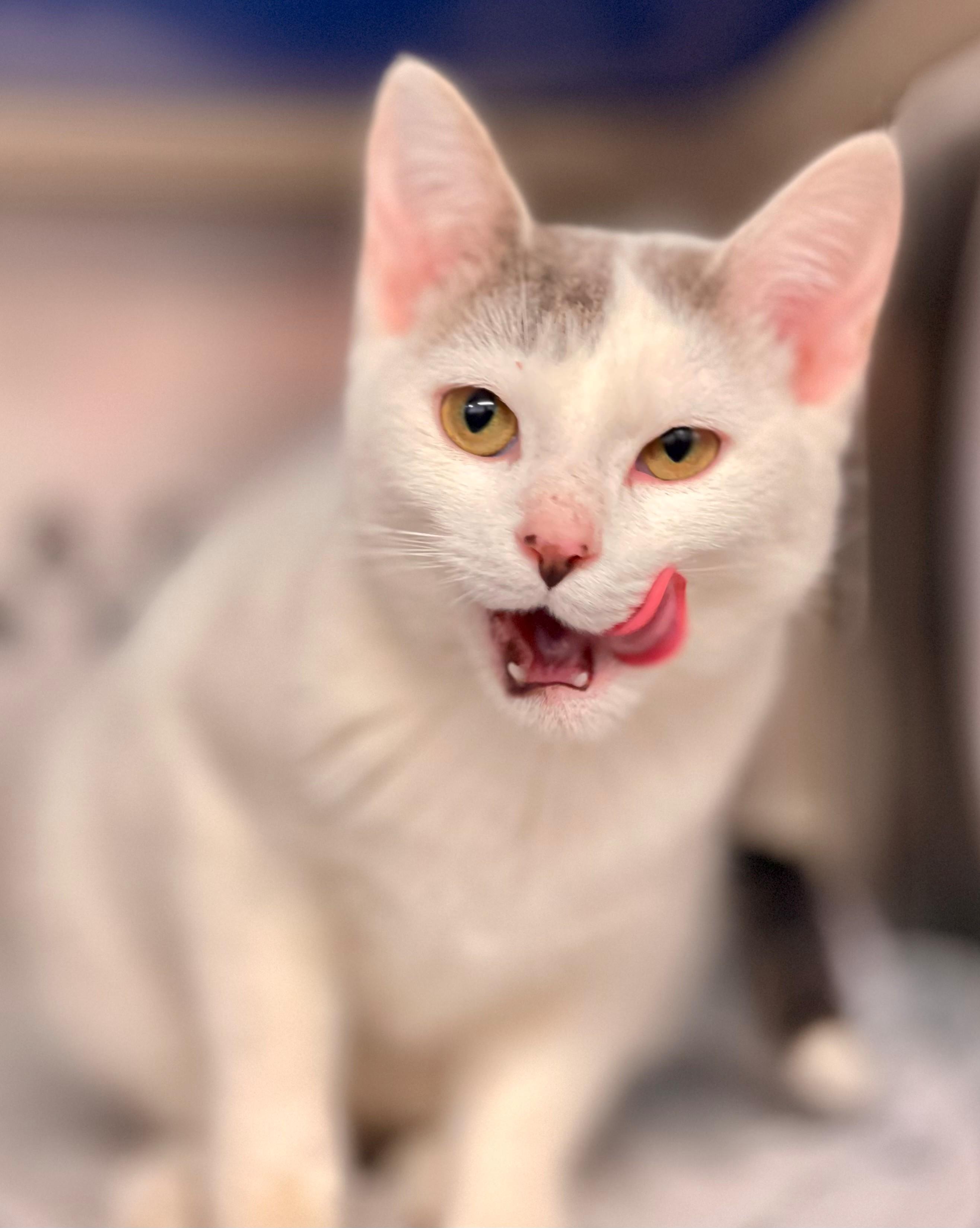 Fantine, an adoptable Domestic Short Hair in Hamilton, ON image 4/4