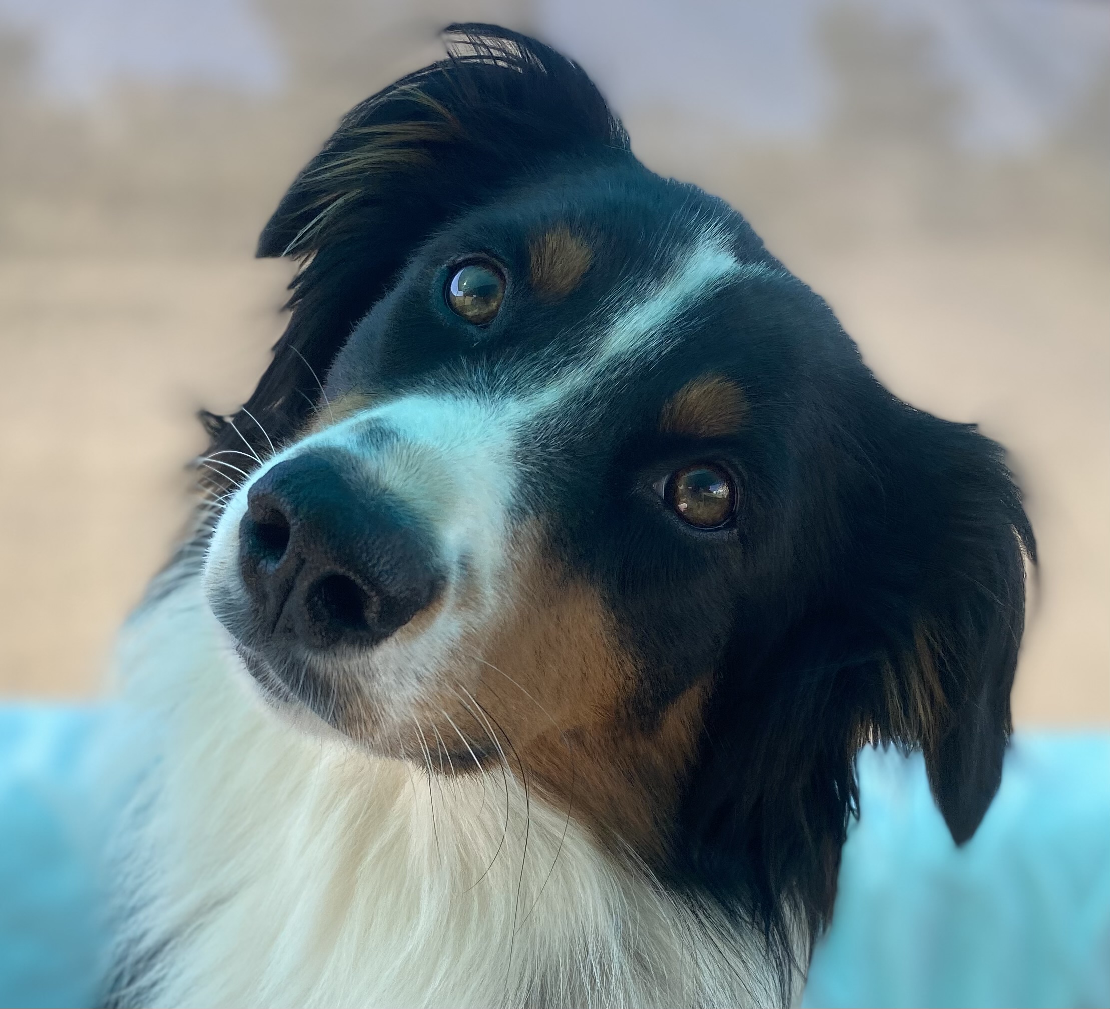 Dog for adoption Libi, an Australian Shepherd in Bonita, CA Petfinder