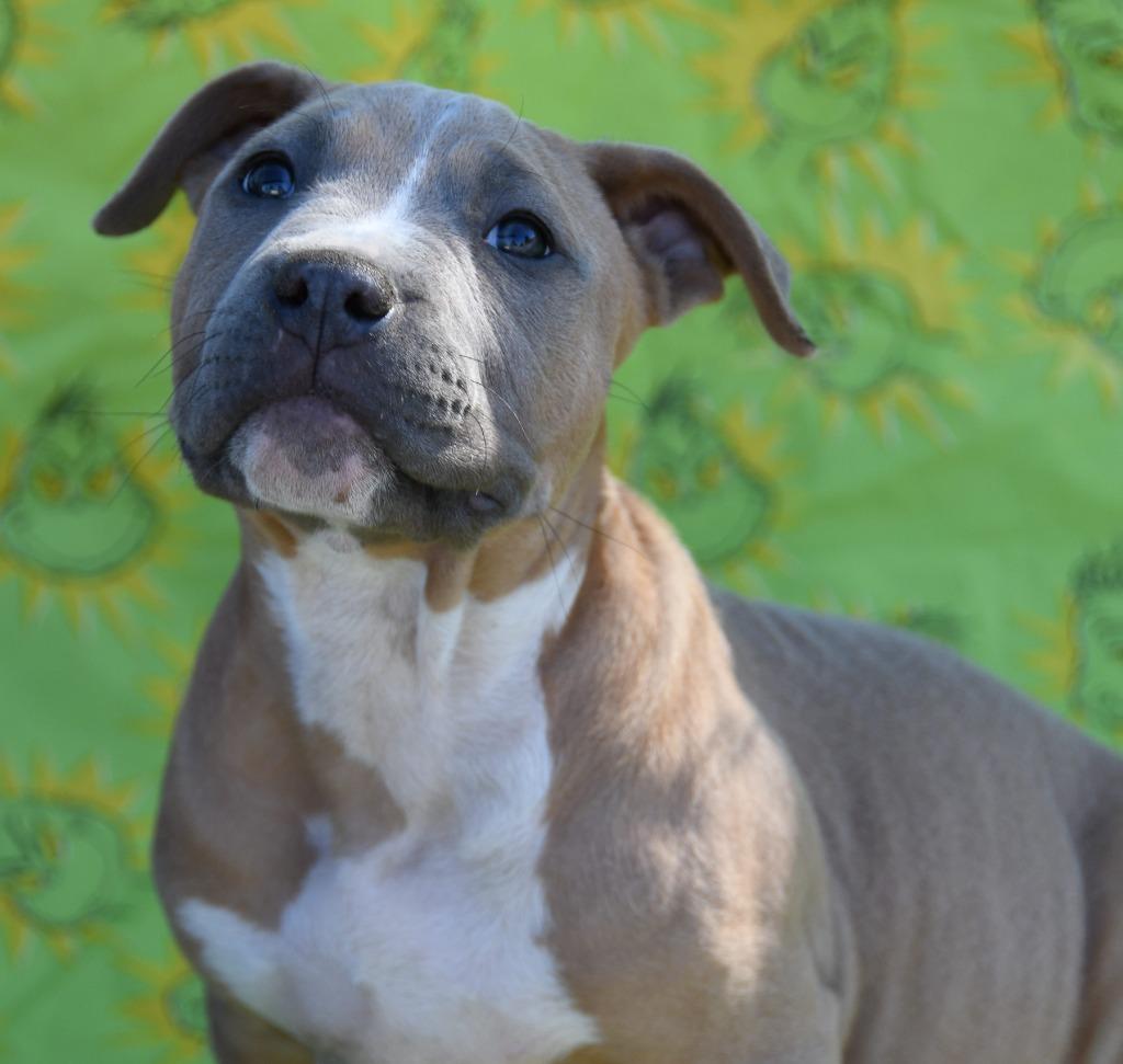 Johnny Cash, Adoptable, Puppy Male Pit Bull Terrier.