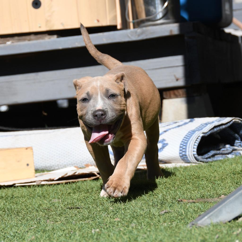 Johnny Cash, a Adoptable Pit Bull Terrier in El Cajon, CA image 2/6