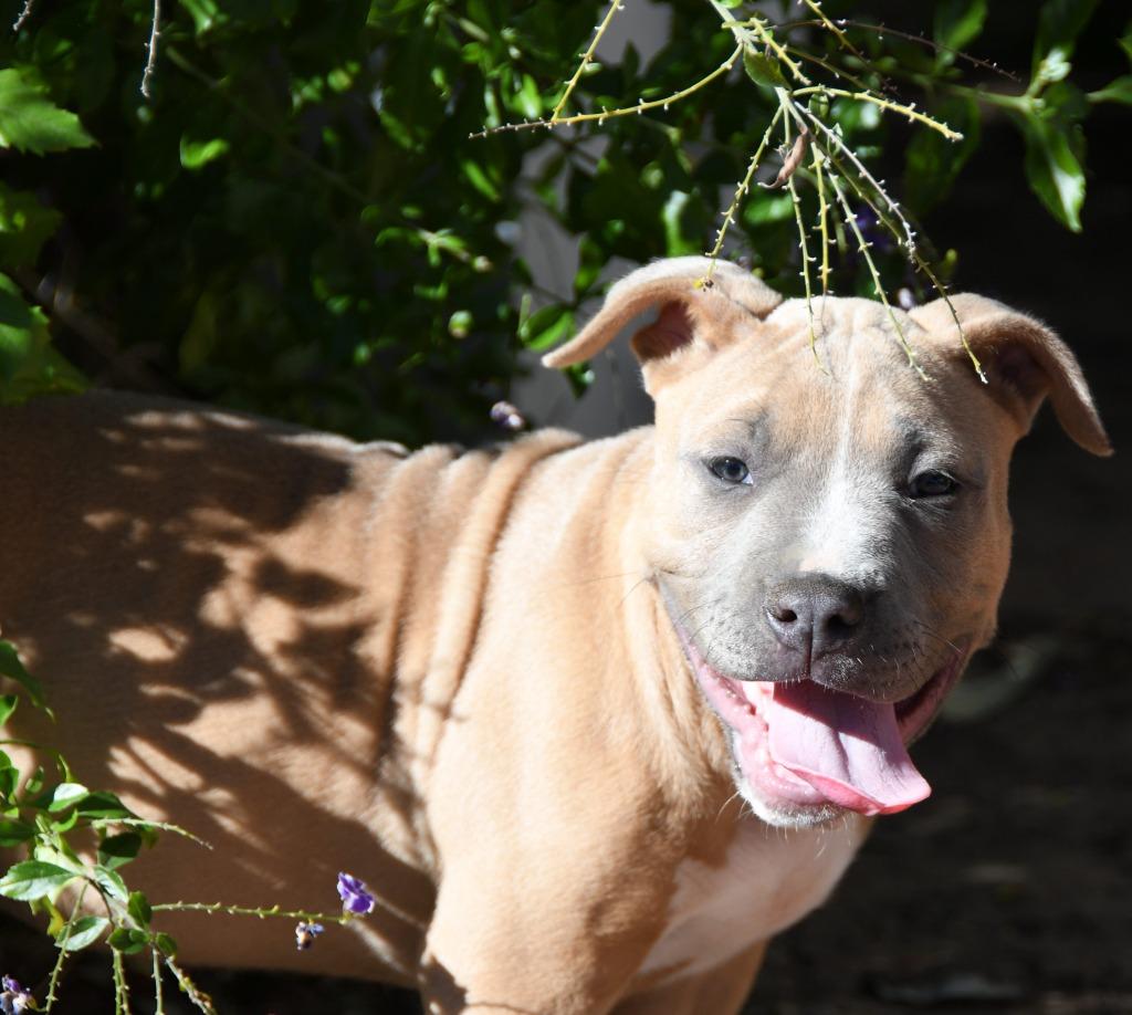 Johnny Cash, a Adoptable Pit Bull Terrier in El Cajon, CA image 3/6