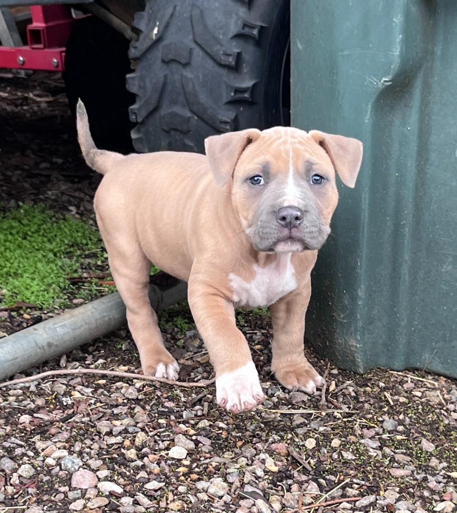 Johnny Cash, a Adoptable Pit Bull Terrier in El Cajon, CA image 4/6