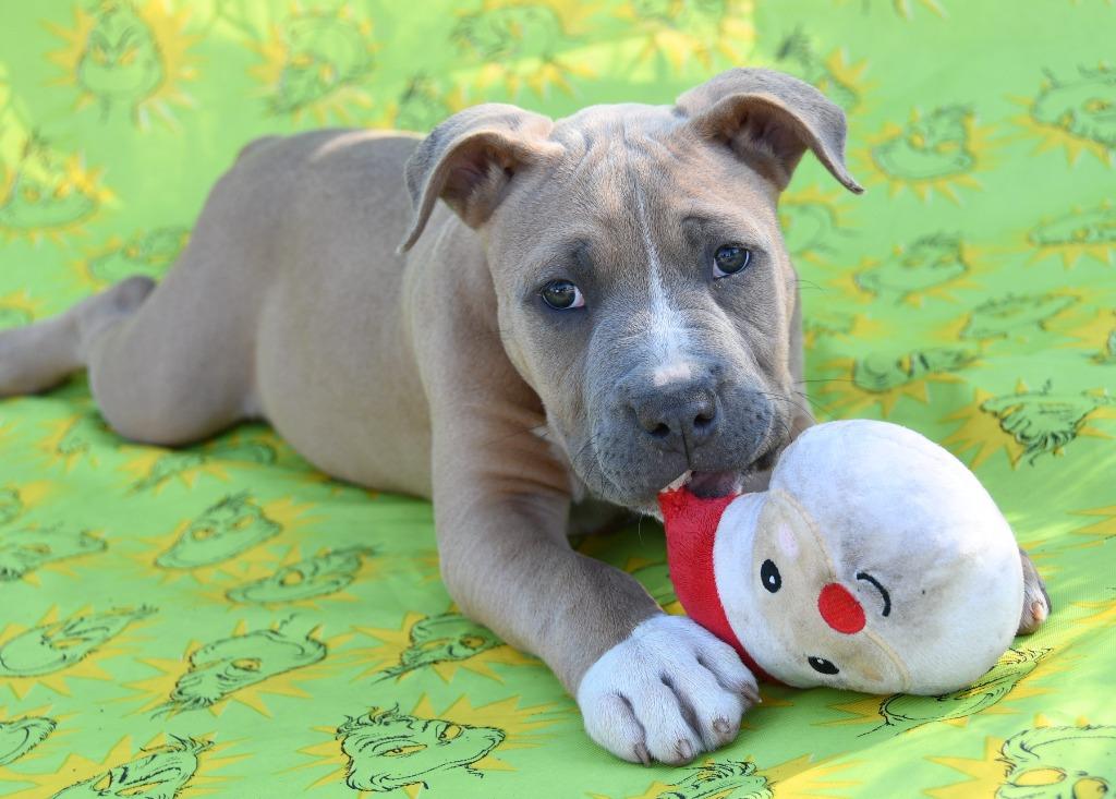 Johnny Cash, a Adoptable Pit Bull Terrier in El Cajon, CA image 5/6