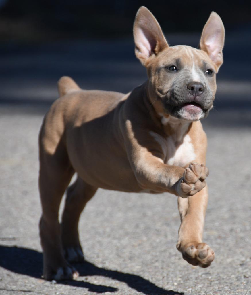 Johnny Cash, a Adoptable Pit Bull Terrier in El Cajon, CA image 6/6