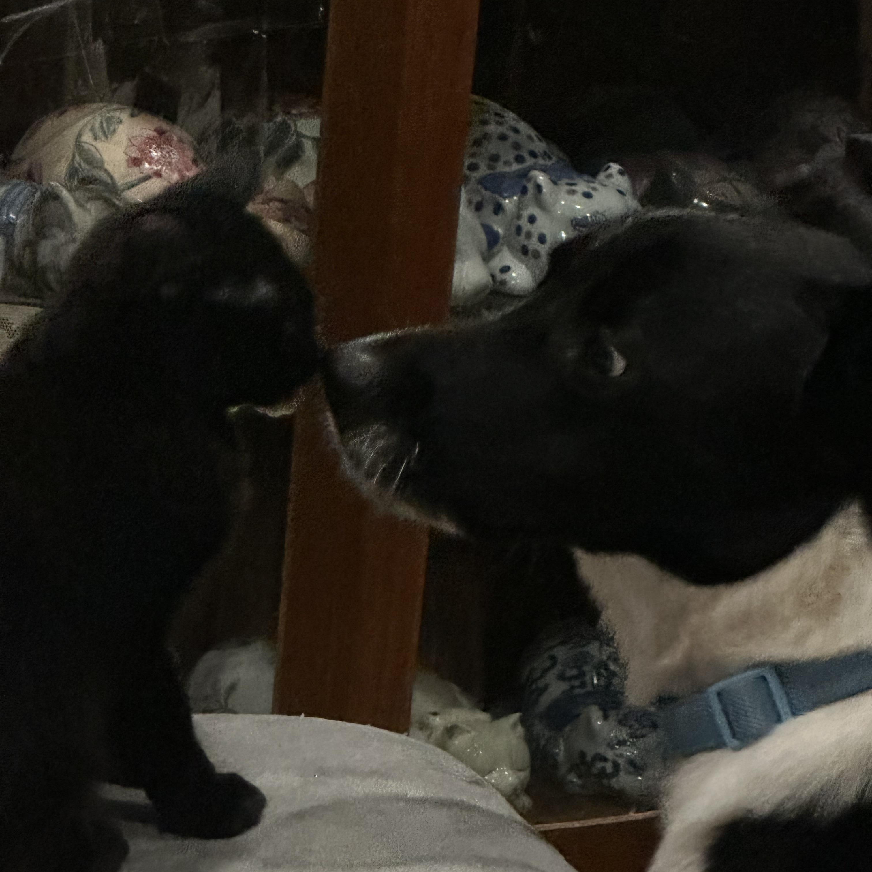 Enlarge Remus, an adoptable Border Collie in Seabrook, NH image 3/6