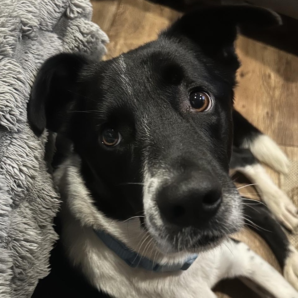 Remus, adoptable, Young Male Border Collie.