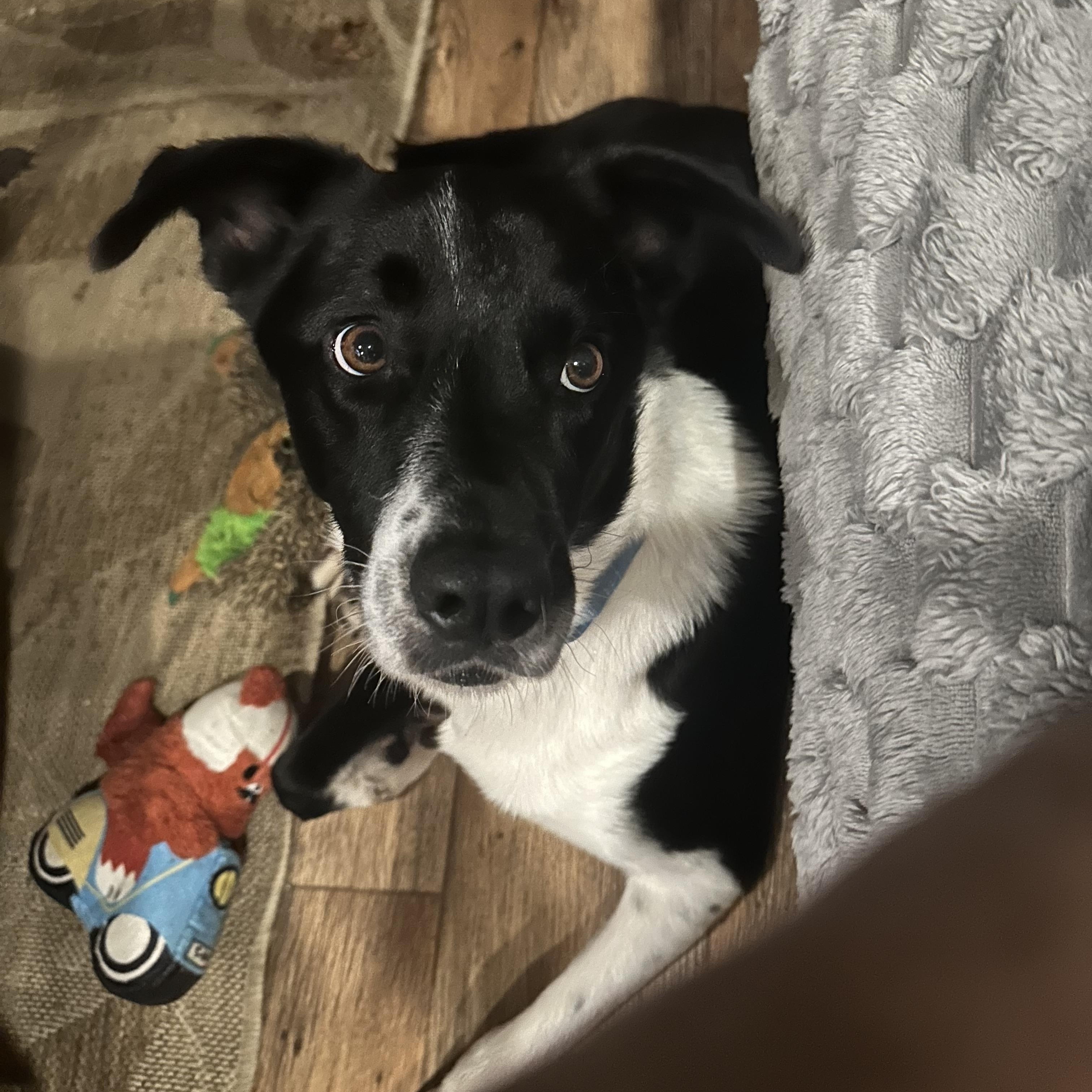 Enlarge Remus, an adoptable Border Collie in Seabrook, NH image 2/6