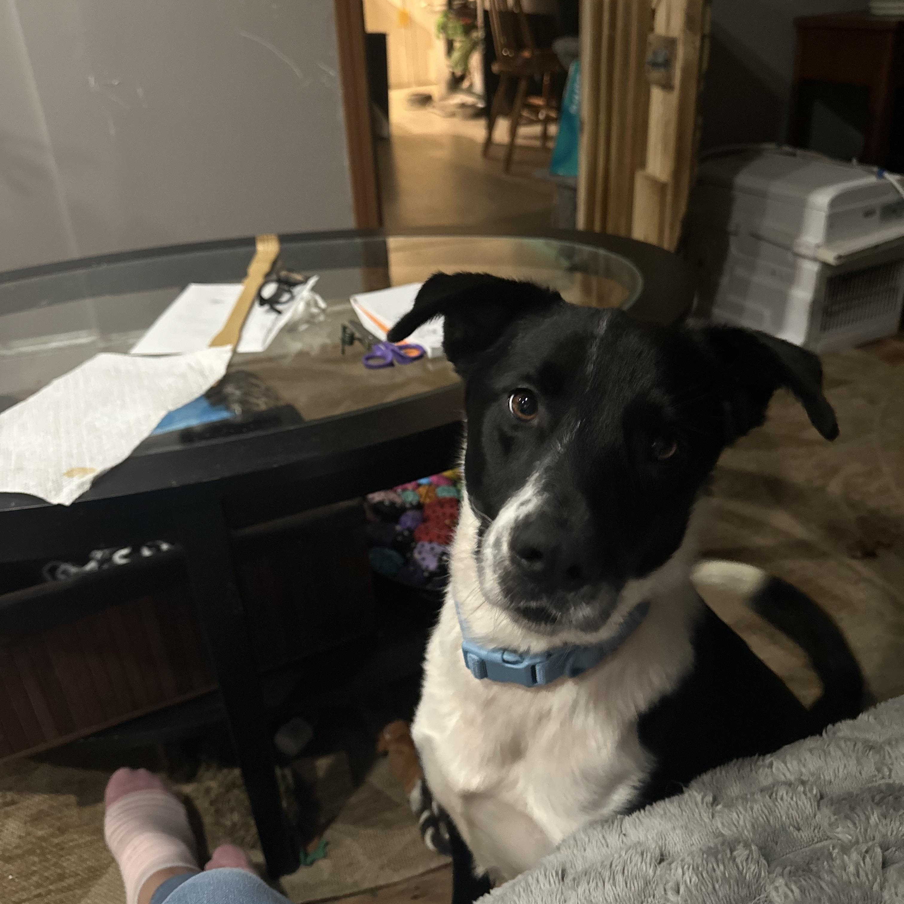 Enlarge Remus, an adoptable Border Collie in Seabrook, NH image 5/6