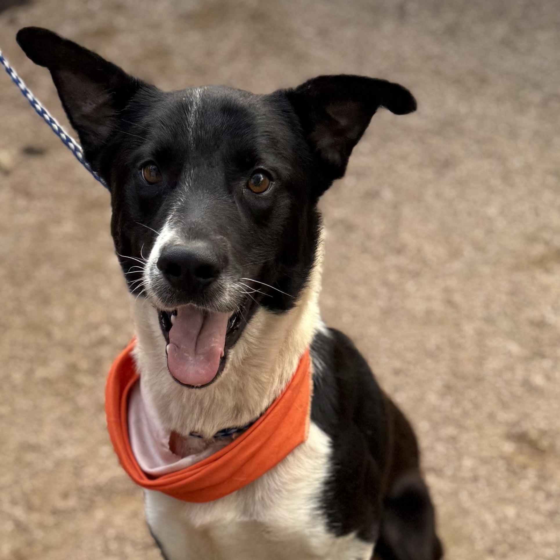 Enlarge Remus, an adoptable Border Collie in Seabrook, NH image 6/6