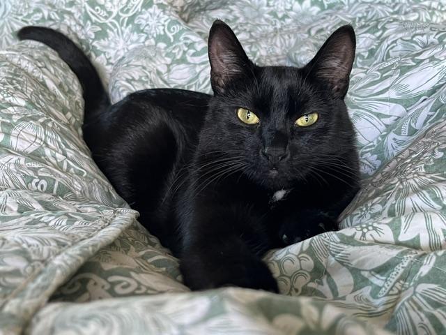 Enlarge Boo, a Adoptable Domestic Short Hair in Eugene, OR image 4/6