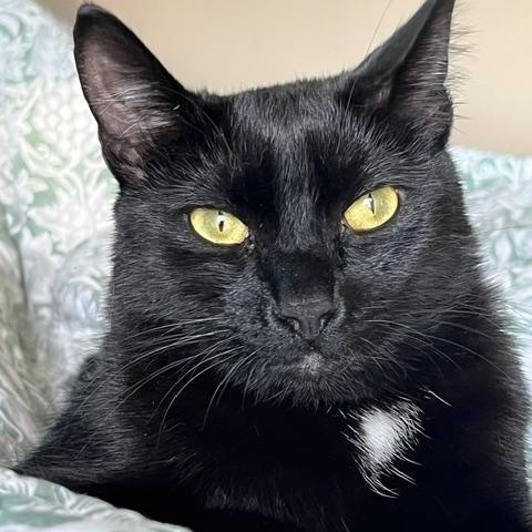 Enlarge Boo, a Adoptable Domestic Short Hair in Eugene, OR image 5/6
