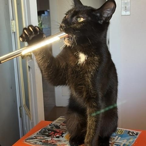 Boo, Adoptable, Young Male Domestic Short Hair.
