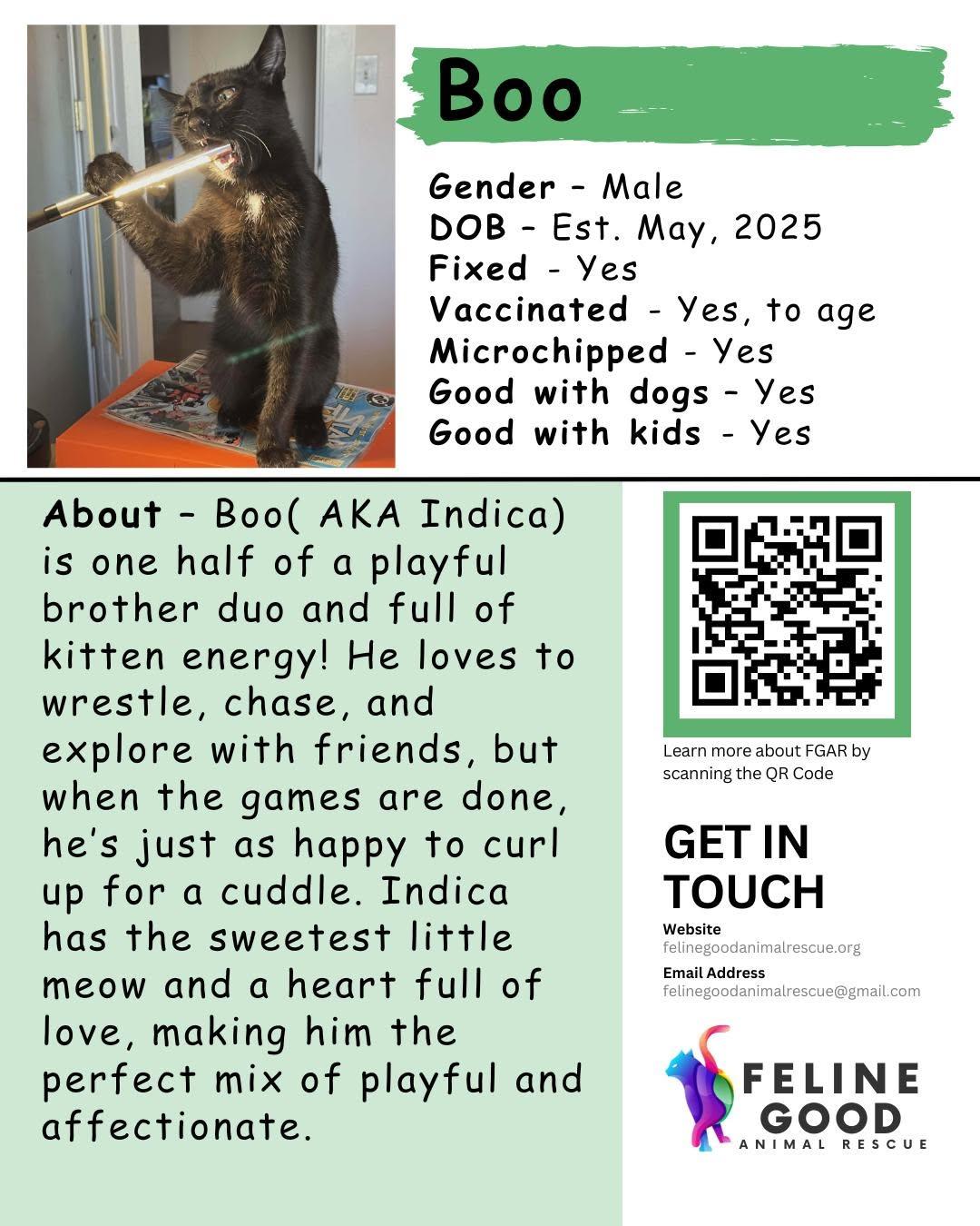 Enlarge Boo, a Adoptable Domestic Short Hair in Eugene, OR image 6/6