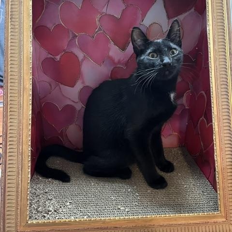 Enlarge Boo, a Adoptable Domestic Short Hair in Eugene, OR image 3/6