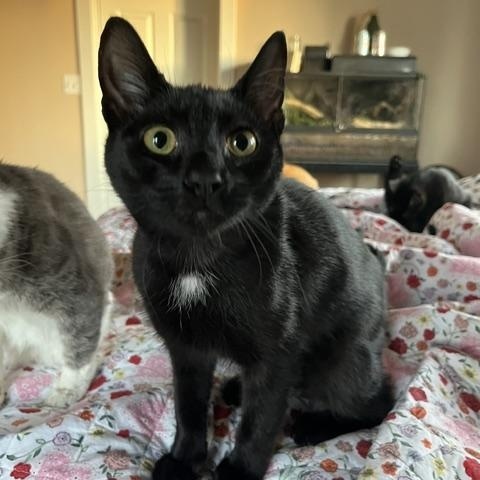 Enlarge Boo, a Adoptable Domestic Short Hair in Eugene, OR image 2/6