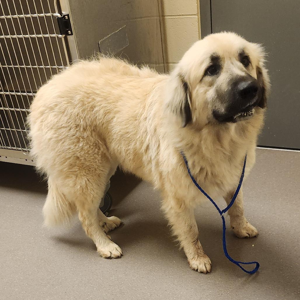 Enlarge Lola, a Adoptable mixed breed in Norman, OK image 1/1