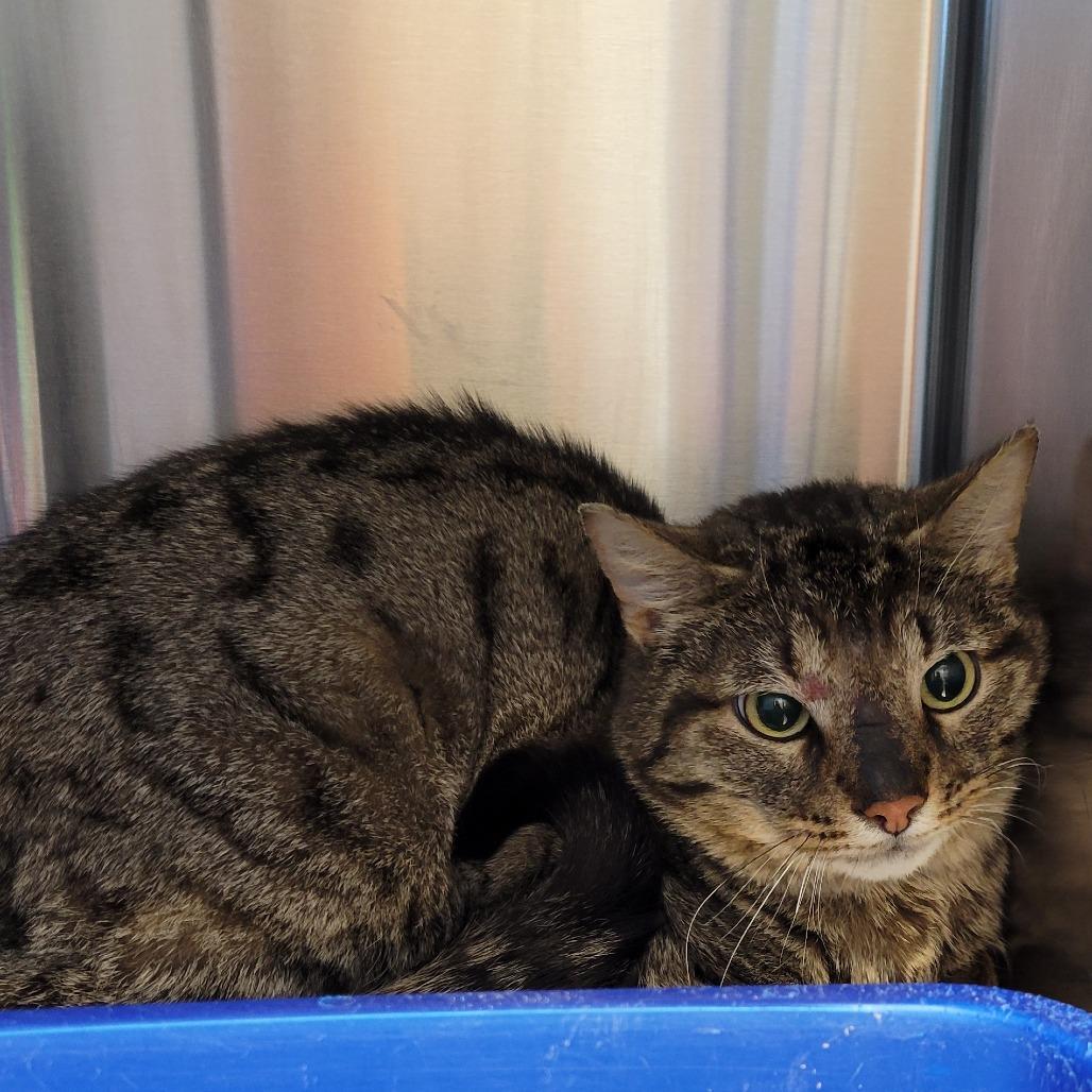 Chickadee, Adoptable, Adult Male Domestic Short Hair.