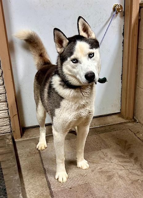 Enlarge Jaxx, a ADOPTABLE Siberian Husky image 1/4