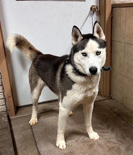 Enlarge Jaxx, a ADOPTABLE Siberian Husky image 2/4