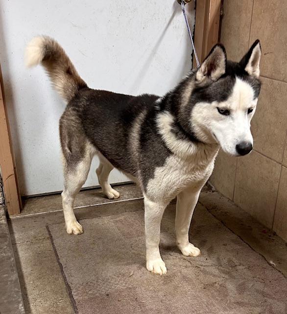 Enlarge Jaxx, a ADOPTABLE Siberian Husky image 3/4