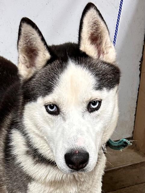 Enlarge Jaxx, a ADOPTABLE Siberian Husky image 4/4