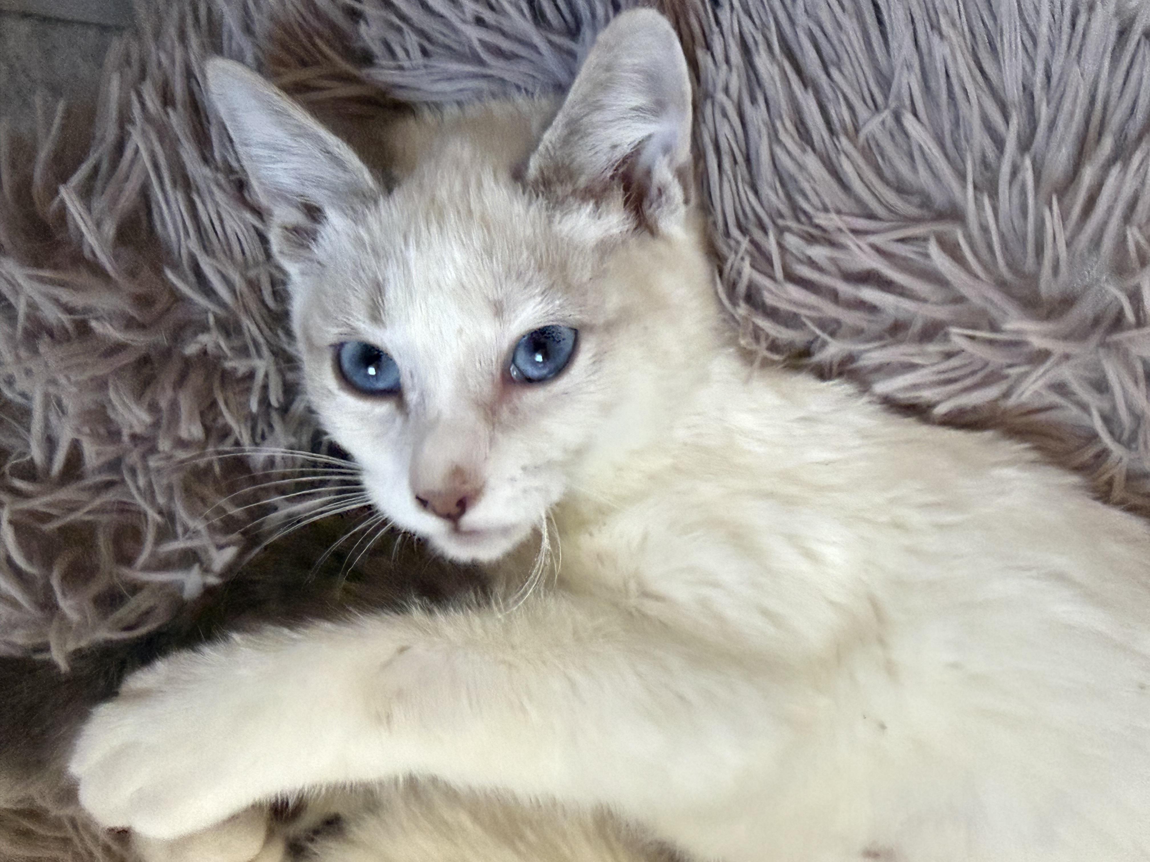 Enlarge Madison "Maddie", an adopted Siamese in Fresno, CA image 6/6