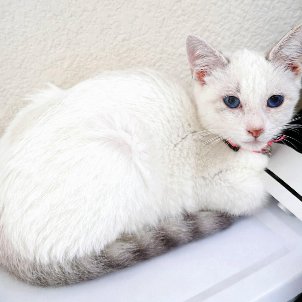 Madison "Maddie", adopted, Kitten Female Siamese.