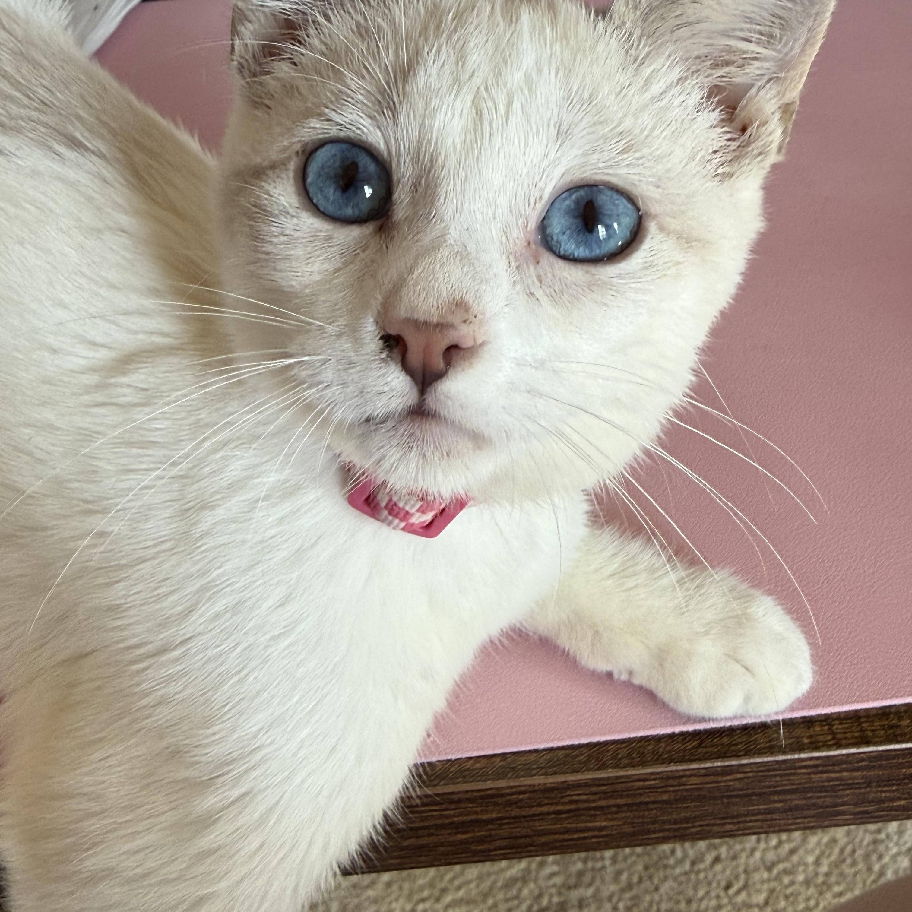 Enlarge Madison "Maddie", an adopted Siamese in Fresno, CA image 2/6