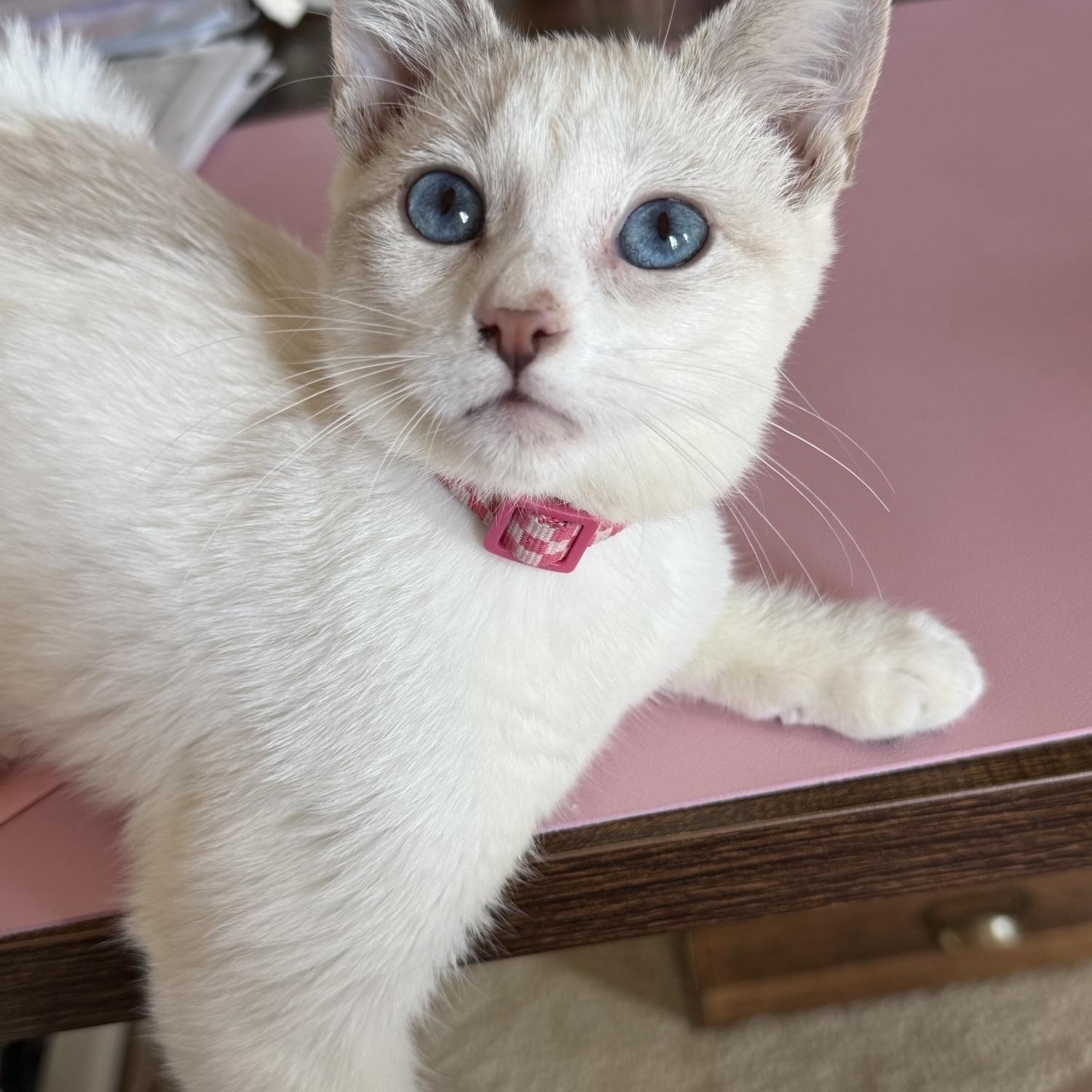 Enlarge Madison "Maddie", an adopted Siamese in Fresno, CA image 5/6
