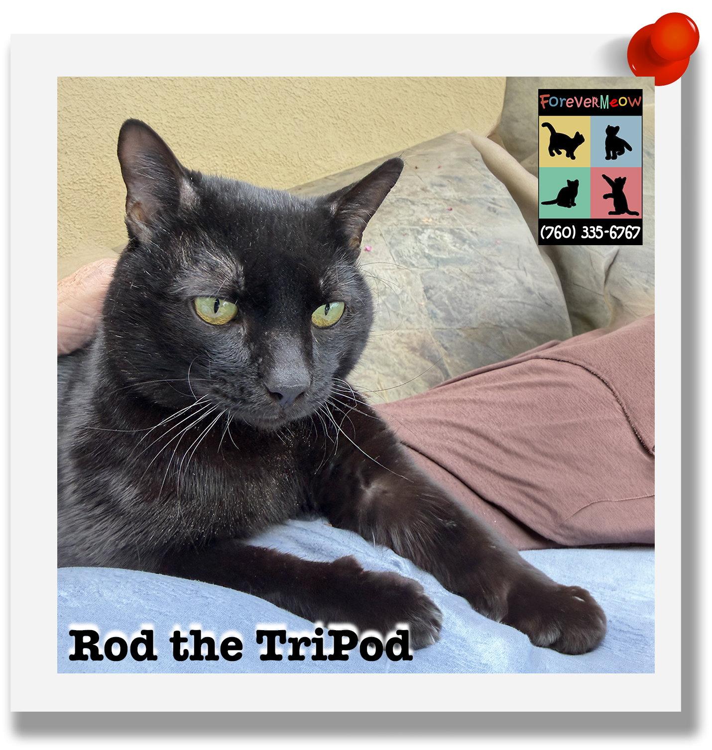 Rod the Tripod, Adoptable, Adult Male Domestic Short Hair & Bombay.