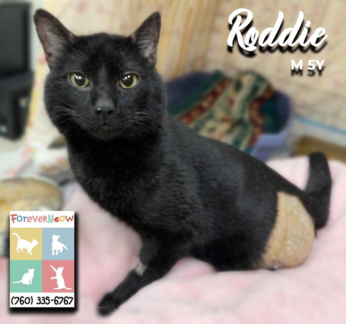 Enlarge Roddie, a Adoptable mixed breed in Palm Desert, CA image 1/1