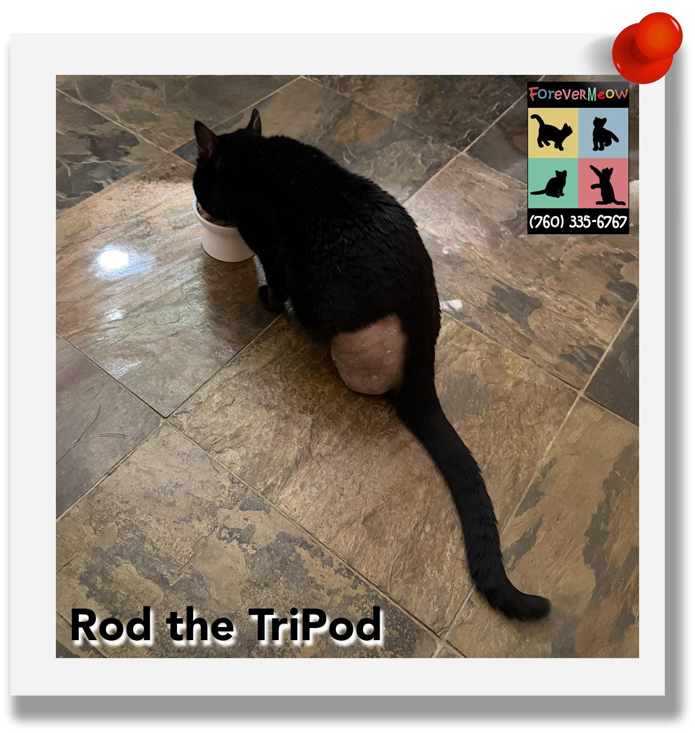 Rod the Tripod, a Adoptable mixed breed in Palm Desert, CA image 2/3