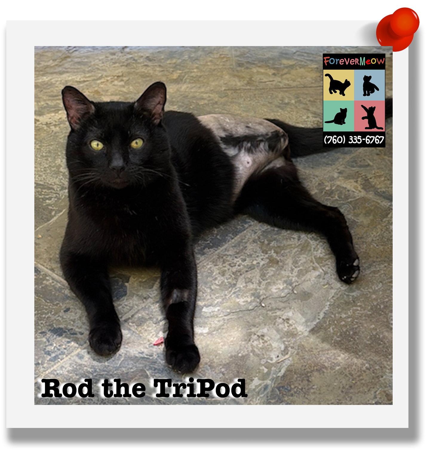 Rod the Tripod, a Adoptable mixed breed in Palm Desert, CA image 3/3