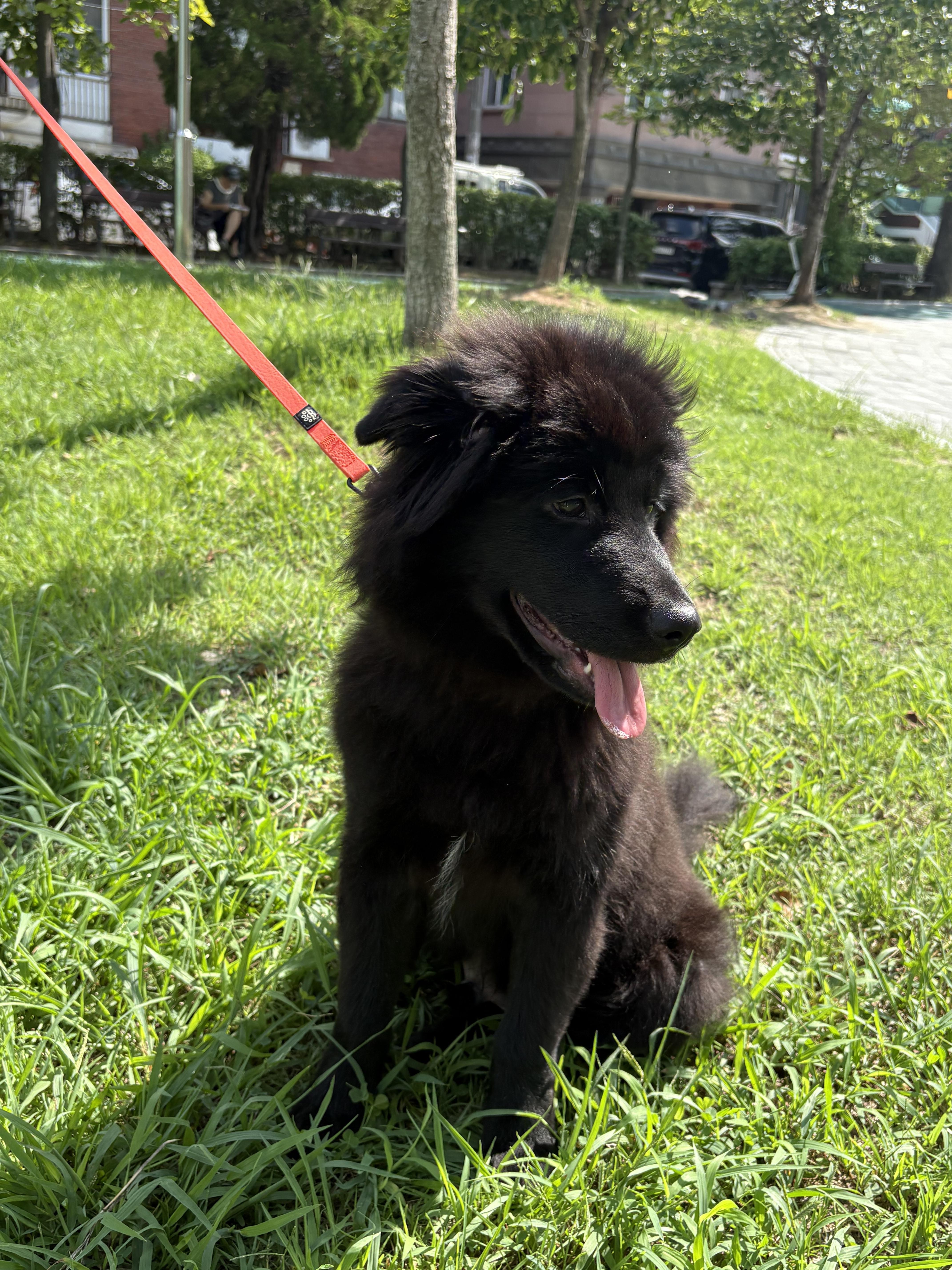 MANJOO, a Adoptable mixed breed in Centreville, VA image 3/5