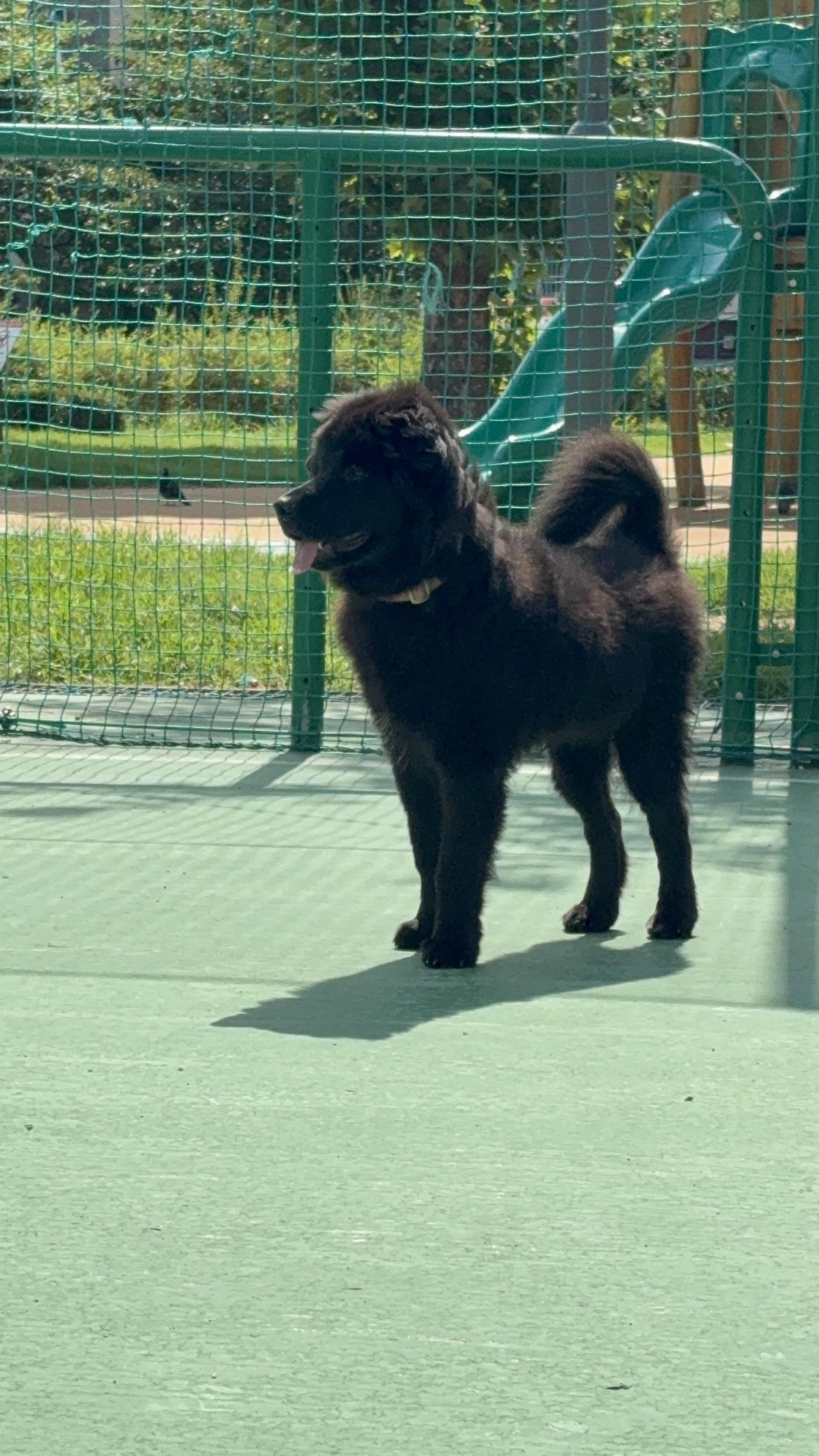 MANJOO, Adoptable, Puppy Male Retriever.