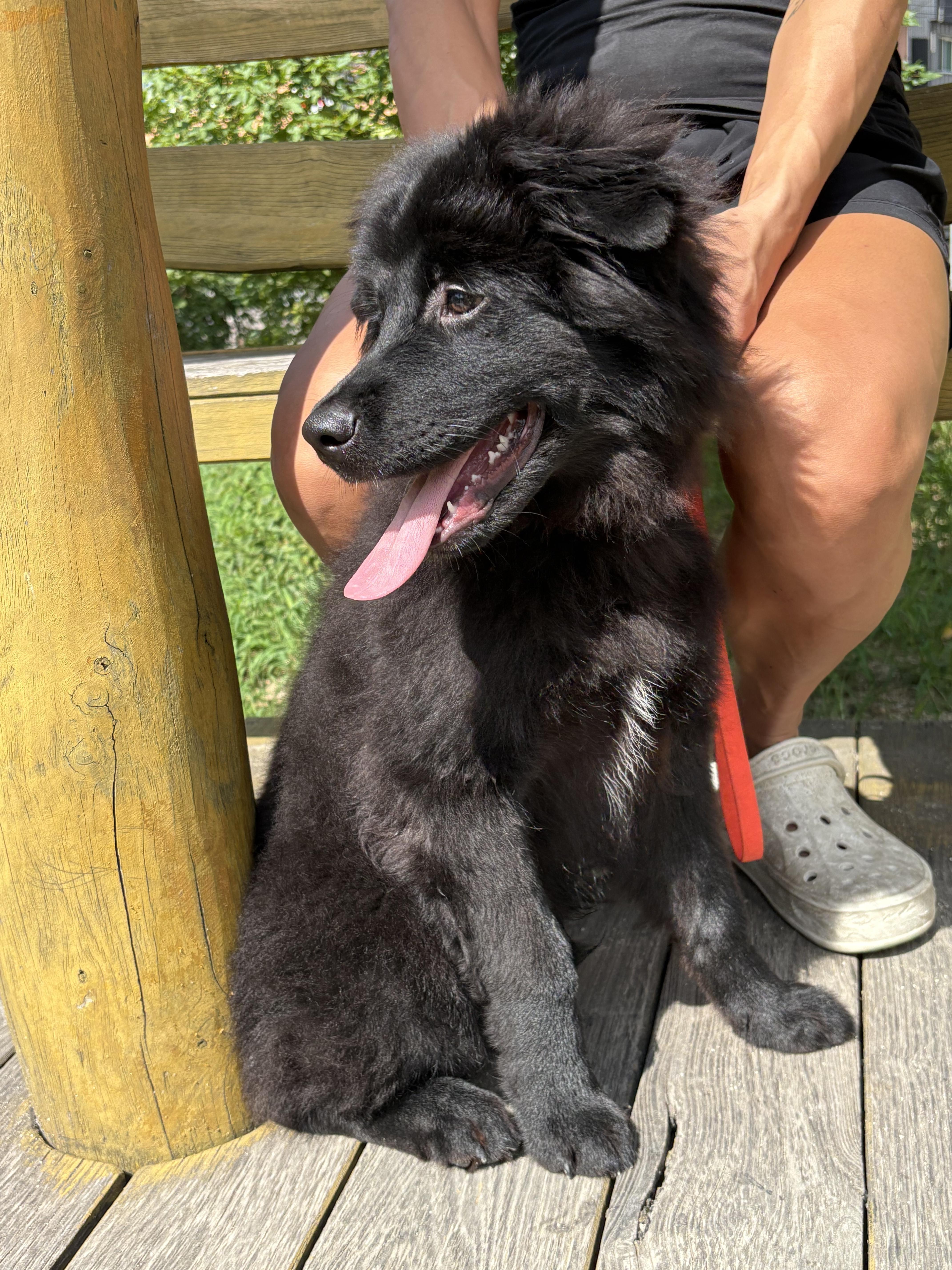MANJOO, a Adoptable mixed breed in Centreville, VA image 2/5