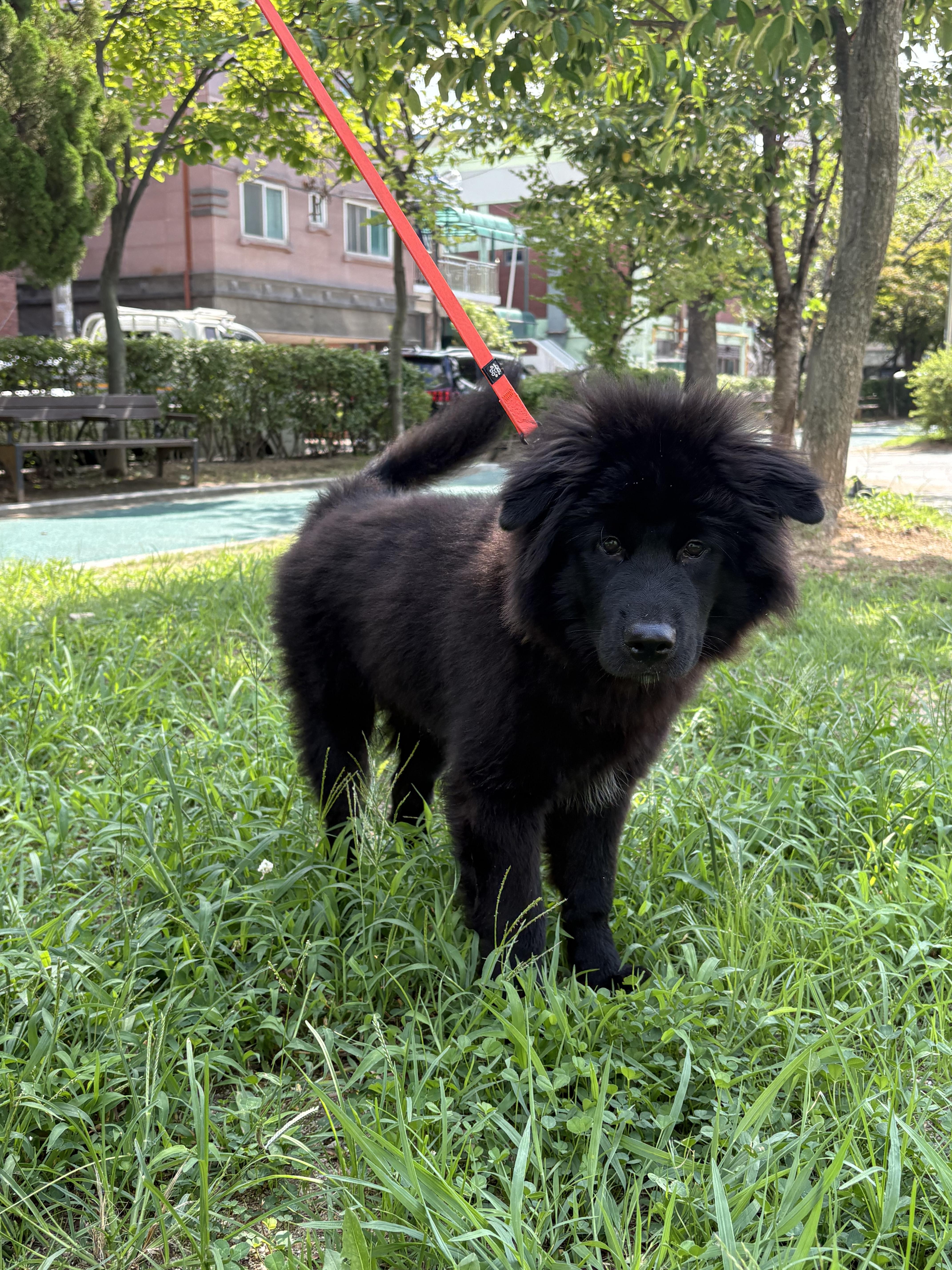 MANJOO, a Adoptable mixed breed in Centreville, VA image 1/5