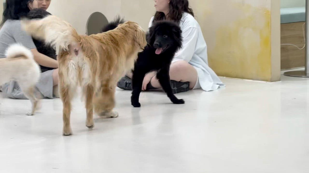 Enlarge MANJOO, a Adoptable mixed breed in Centreville, VA video 5/5