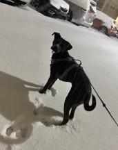 Enlarge Onyx, a Adoptable mixed breed in Miamitown, OH image 3/3