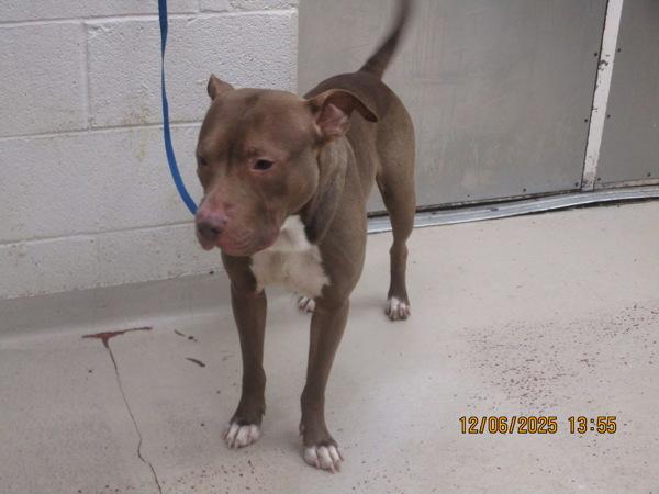 Alfie (808), Adoptable, Adult Male Pit Bull Terrier.