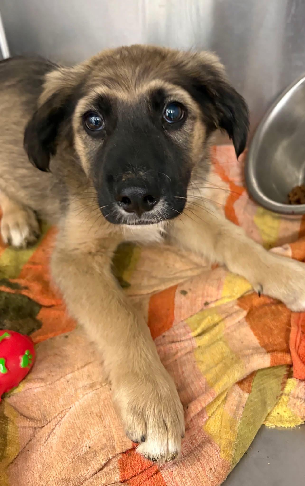 Linus, adopted, Young Male Border Collie & Shepherd.