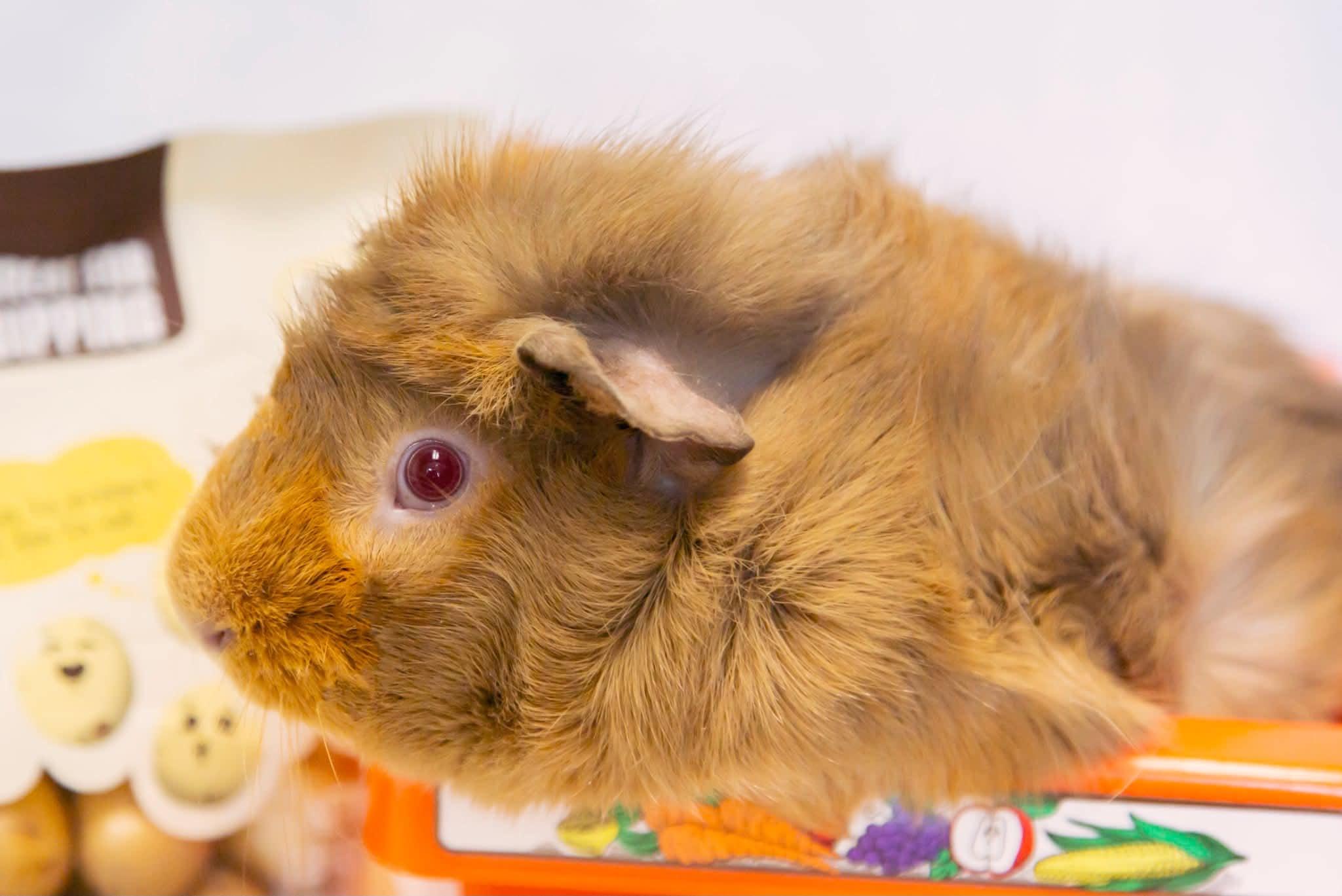 Enlarge Potato, a ADOPTABLE Abyssinian in Grand Rapids, MI image 2/3