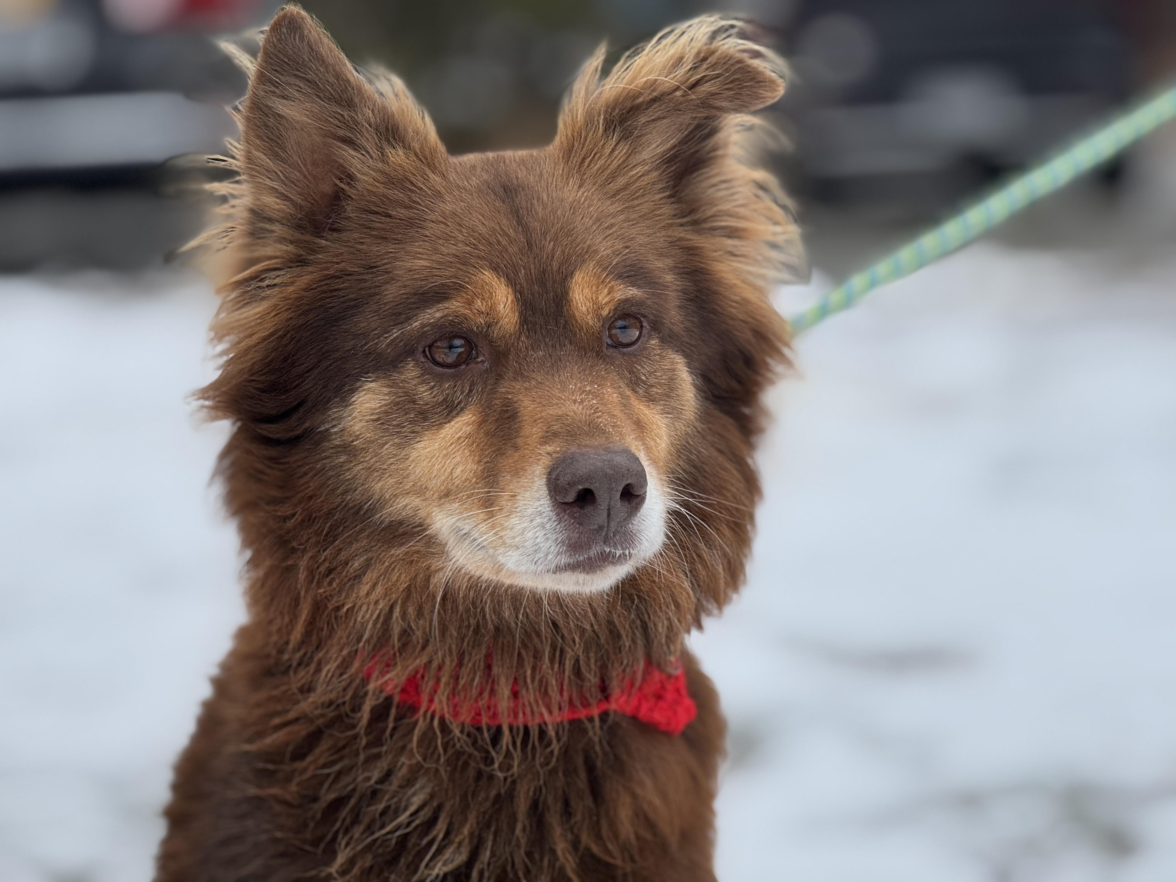 Spalding, a Adoptable Australian Shepherd in Richmond, VA image 1/6